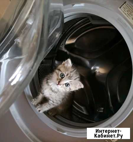 Котенок Каспийск - изображение 1