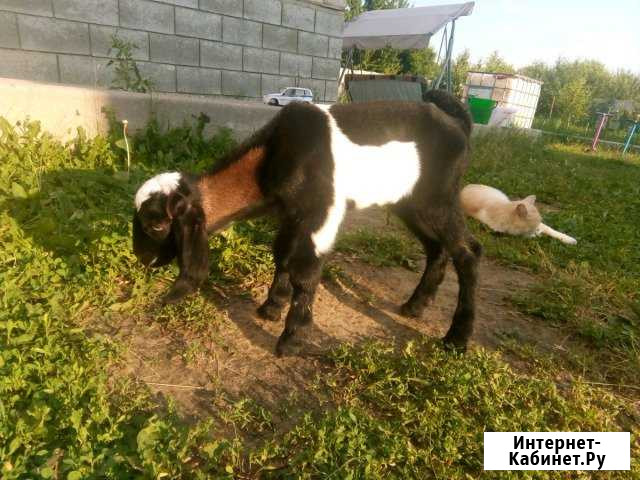 Англо- нубийские козочки и козлик Ровеньки - изображение 1