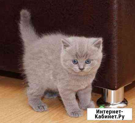 Британские котята Волхов