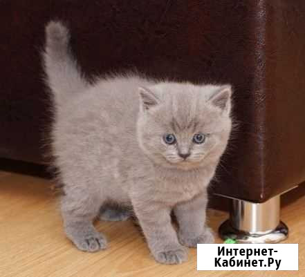 Британские котята Волхов - изображение 1