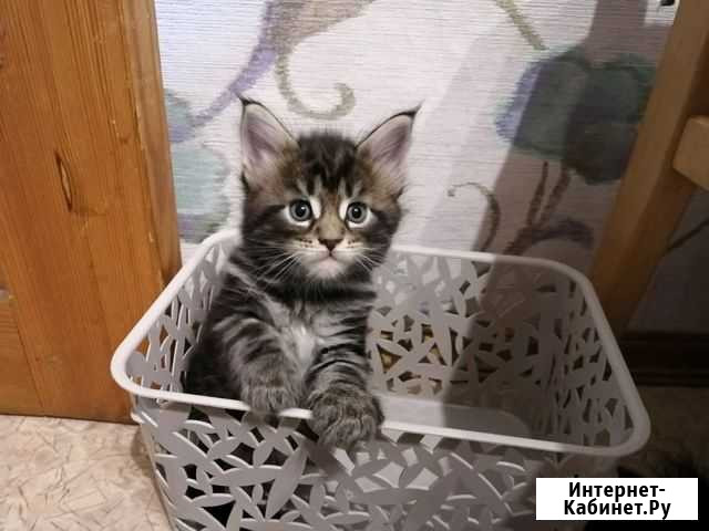 Котята Мейн-кун Сергиев Посад - изображение 1