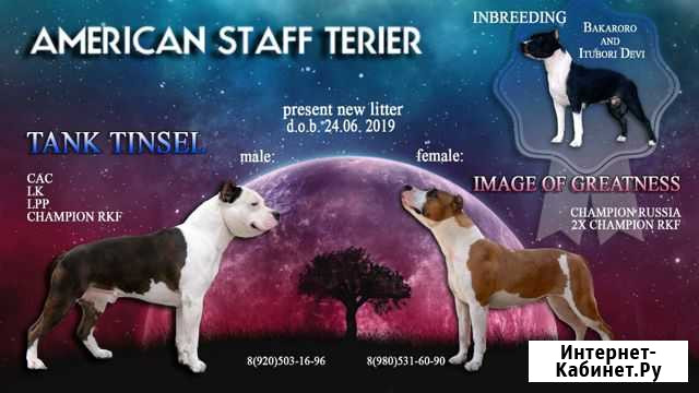 Щенки стаффтерьера Елец - изображение 1