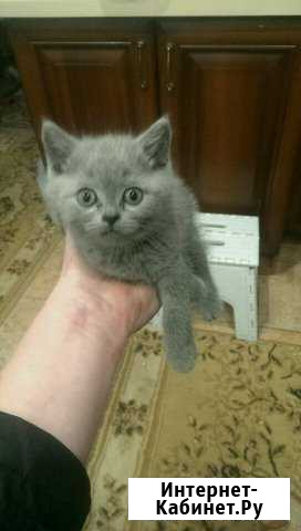 Отдадим Британца в Добрые руки Кошечка возрост 4 м Киров - изображение 1