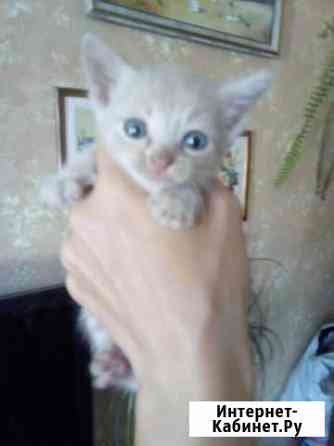 Котенок в добрые руки Брянск