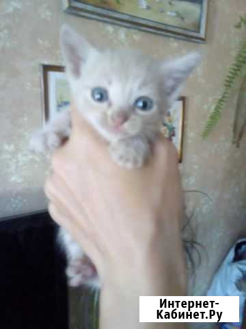 Котенок в добрые руки Брянск - изображение 1