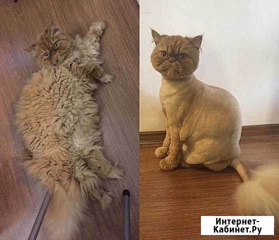 Стрижка животных Златоуст - изображение 1