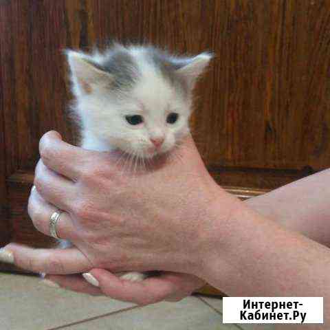 Котёнок Ульяновск