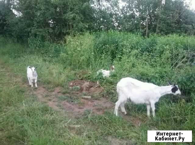 Коза дойная и козлята Руза - изображение 1