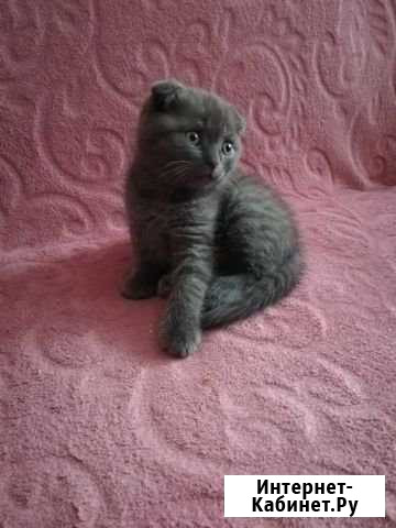 Котята Киреевск - изображение 1