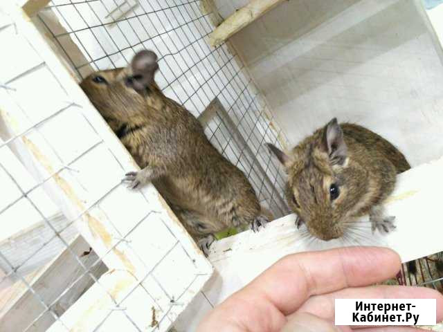 Дегу. Чилийская белка Красногорск - изображение 1