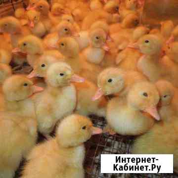 Утята только оптом Симферополь