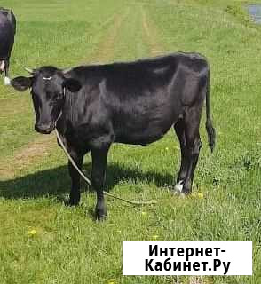 Корова Шуя - изображение 1
