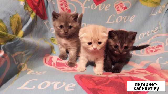 Котенок Сыктывкар - изображение 1
