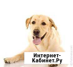 Сторожевая собака Елабуга - изображение 1