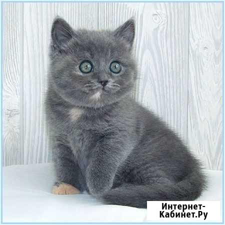 Котята бриташки короткошерстные Муром - изображение 1