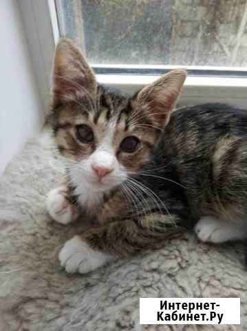 Котёнок Новороссийск - изображение 1