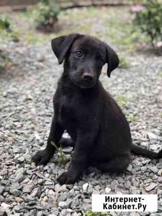 Отдадим в хорошие руки Симферополь