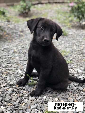 Отдадим в хорошие руки Симферополь - изображение 1