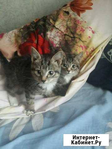 Котята Свободный - изображение 1