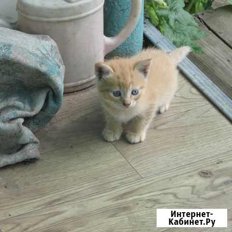 Котята Раменское - изображение 1
