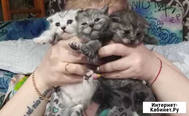 Продам шотландских котят Сыктывкар - изображение 1