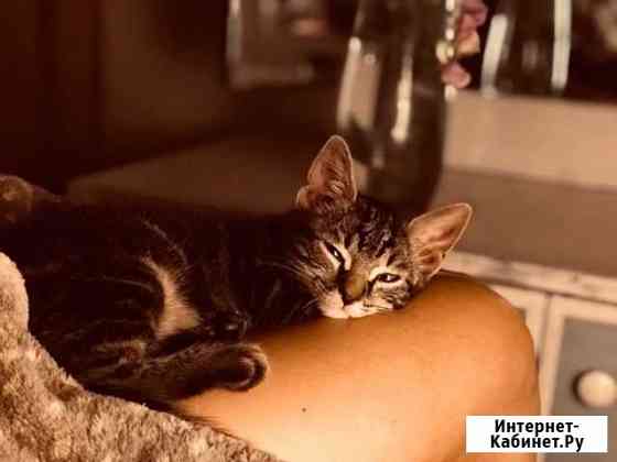 Котенок Раменское