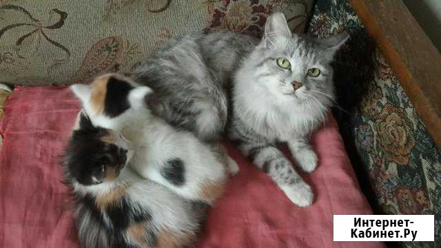 Отдам котят Свободный - изображение 1