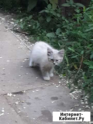 Котята Киржач - изображение 1