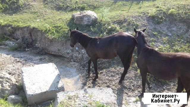 Продажа лошади Черкесск - изображение 1