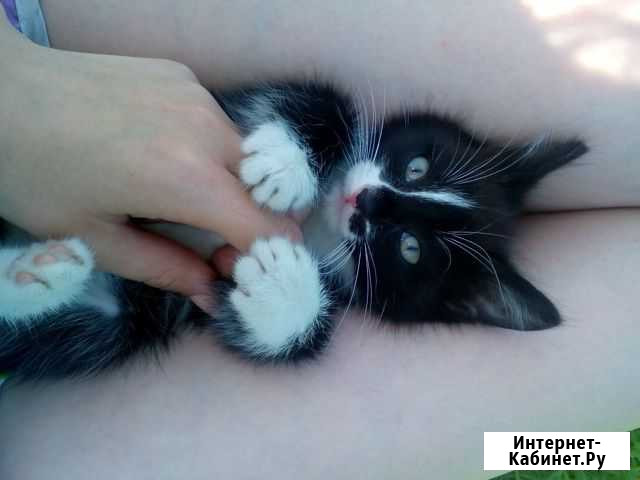 Отдам котёнка Заводоуковск - изображение 1