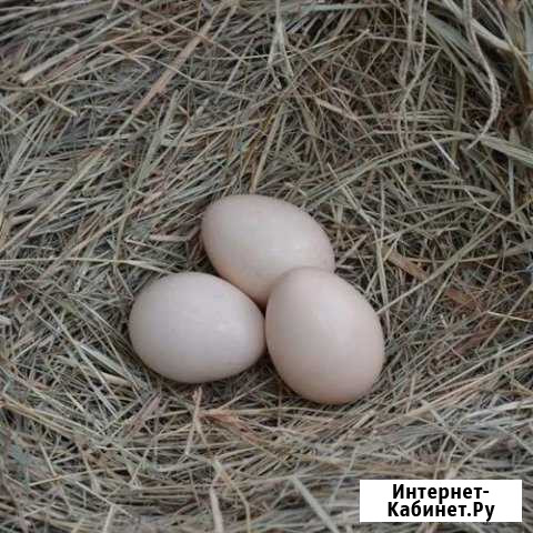 Продаю домашнее, куриное яйцо Солнечногорск - изображение 1