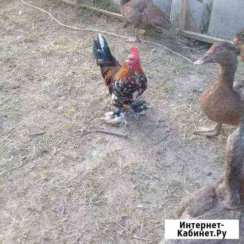 Карликовые петушки. бентамки Краснодар