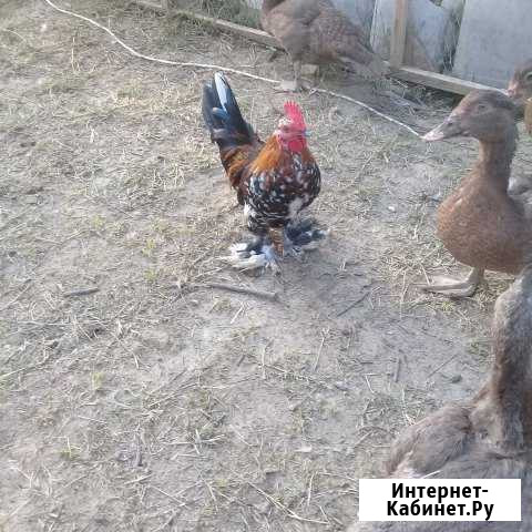 Карликовые петушки. бентамки Краснодар - изображение 1