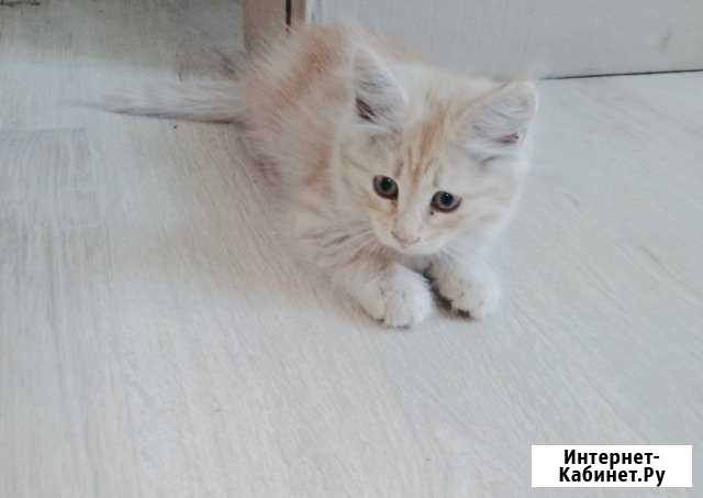 Котятки Ртищево - изображение 1