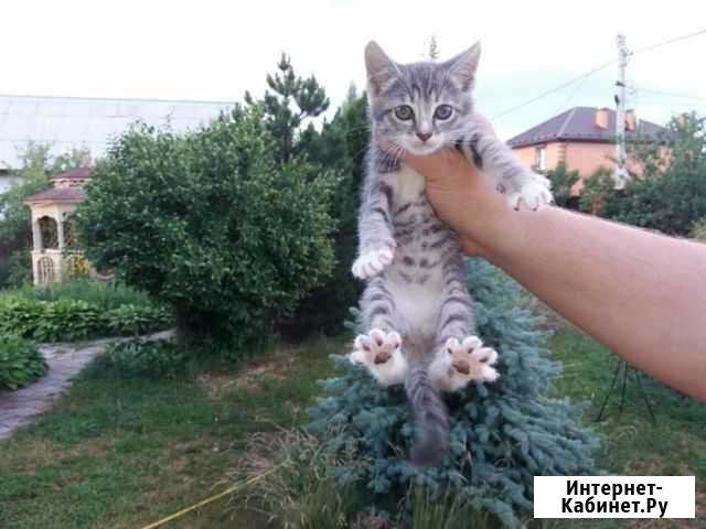 Отдам в добрые руки Бронницы - изображение 1