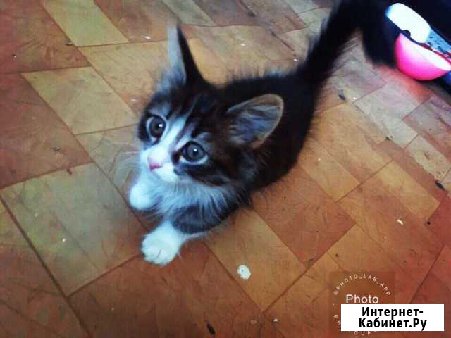 Котенок Рузаевка - изображение 1