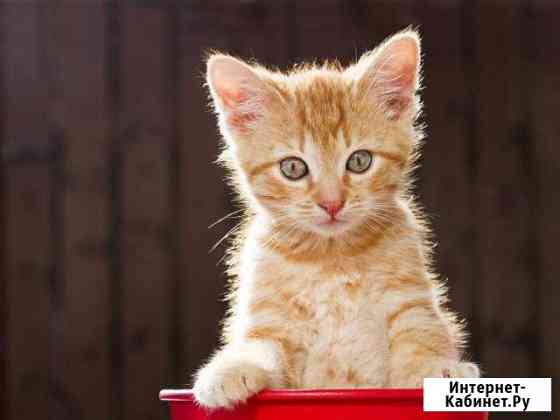 Отдам рыжих 2 месячных котят Краснодар