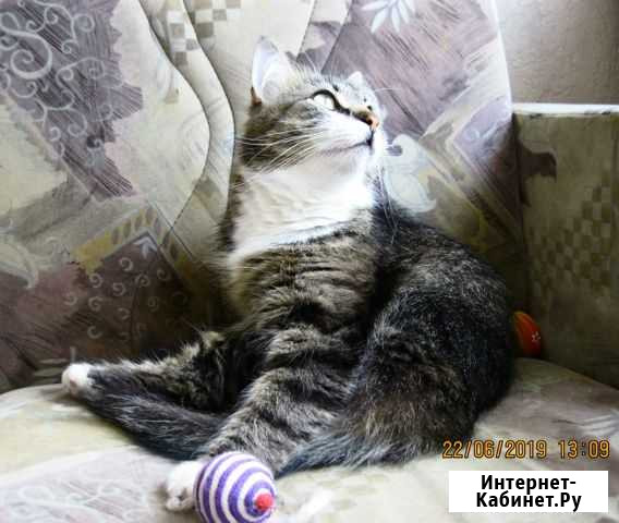 Кошка в личное подворье Великий Новгород - изображение 1
