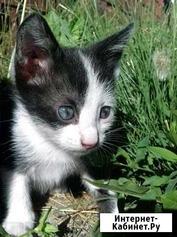 Котенок Батырево - изображение 1