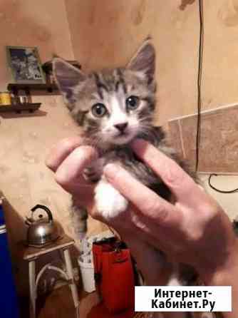 Отдам котят в добрые руки Череповец