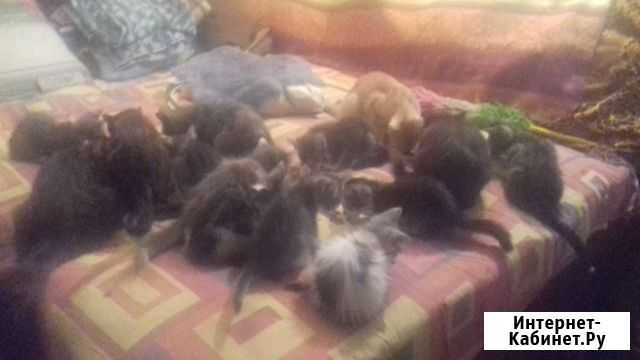 Отдадим кошек и котят в добрые руки Армавир - изображение 1