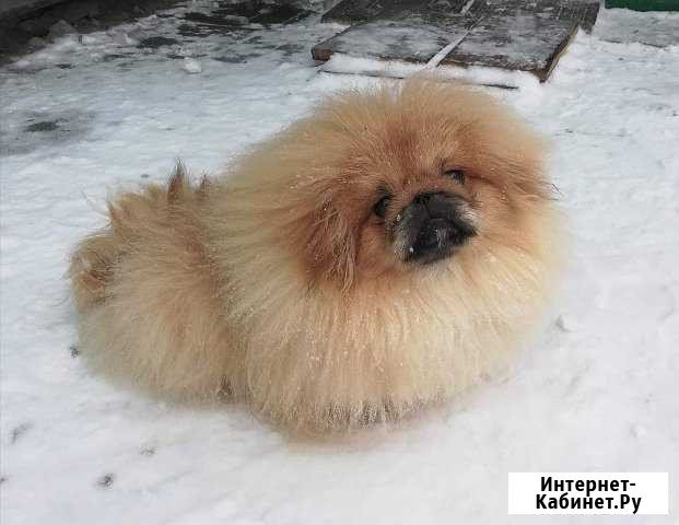 Пекинес щенки, кобели Икша - изображение 1