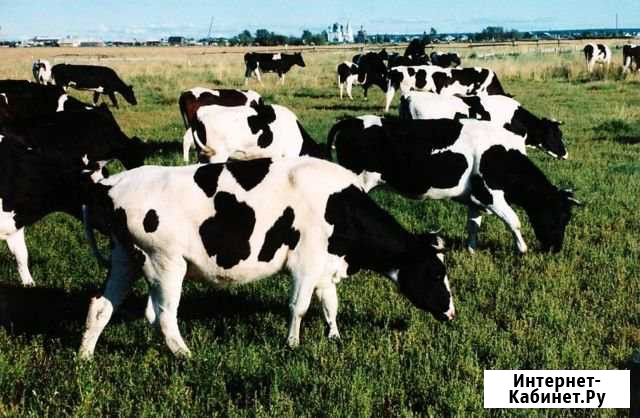 Продам корову с телочкой Ладушкин - изображение 1