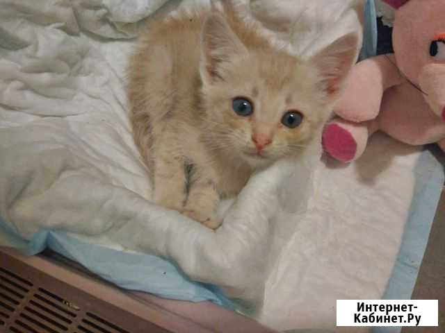 Отдам котенка в хорошие руки Нижний Новгород - изображение 1