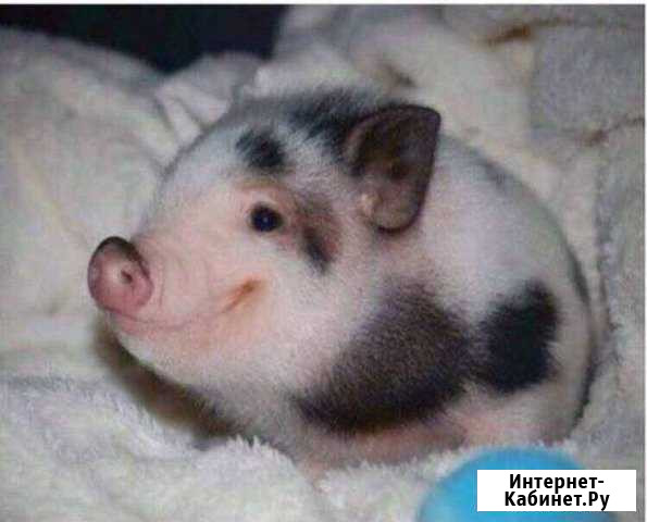 Ярослав) Белебей - изображение 1