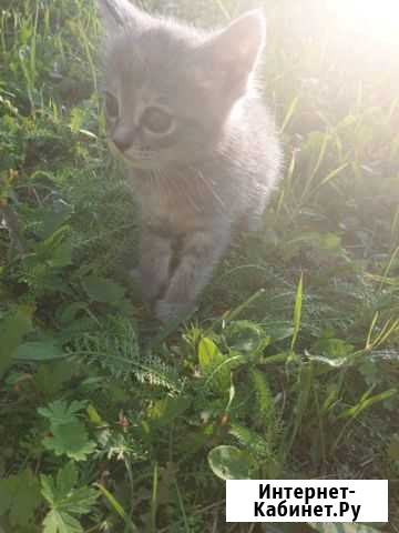Котик бесплатно Белогорск - изображение 1