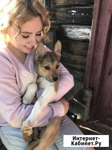 Лайка Губаха - изображение 1