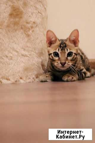 Красивый кот, на вязку, красивый окрас, привит, с Санкт-Петербург - изображение 1