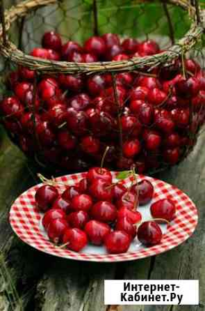 Вишня Нижний Новгород