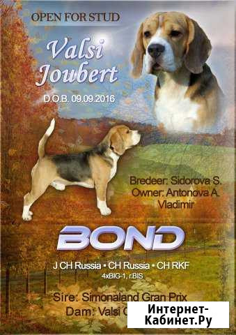 Бигль для вязки Владимир - изображение 1